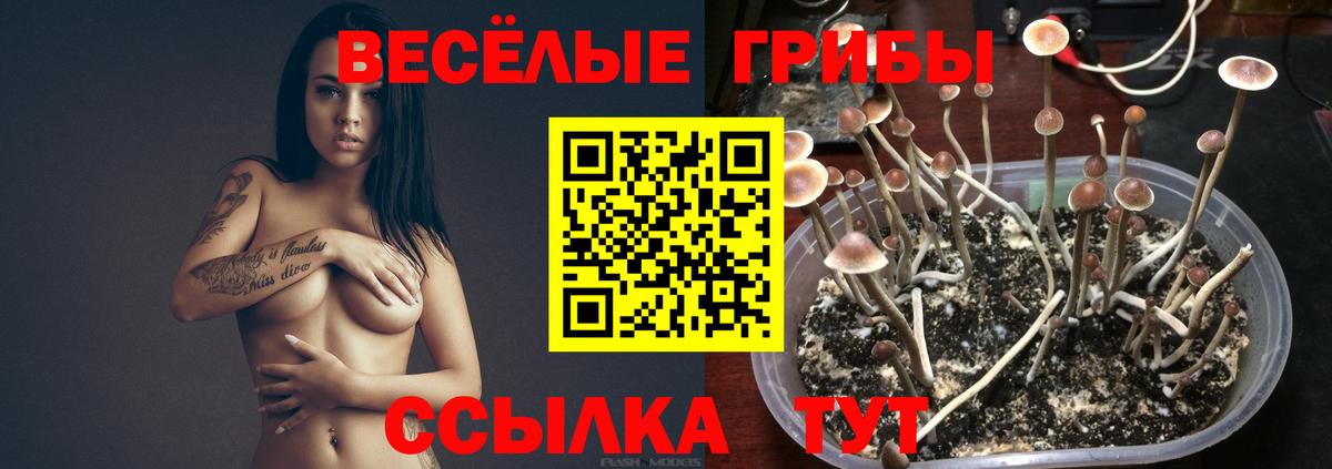 Псилоцибиновые грибы Psilocybe  Вход с VPN  Лиски 